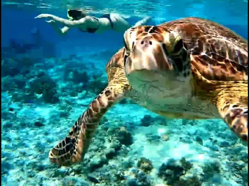 Snorkeling with Turtle Gili Meno