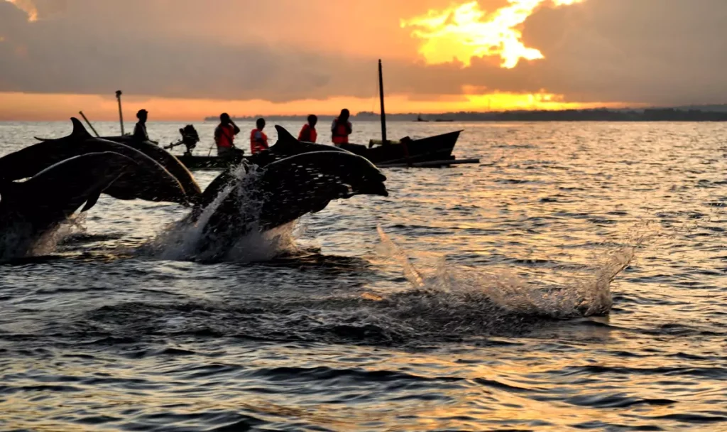 Lovina Dolphin Tour