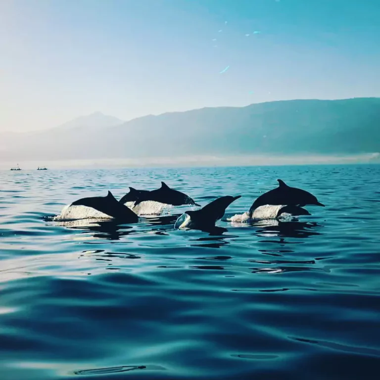 Dolphin Lovina Tour - Hey Bali