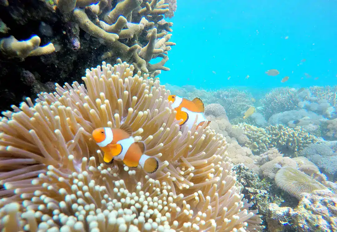 Coral at Gili Gambir