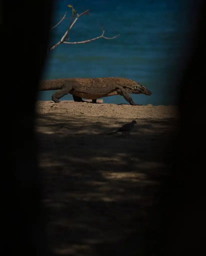 Komodo National Park