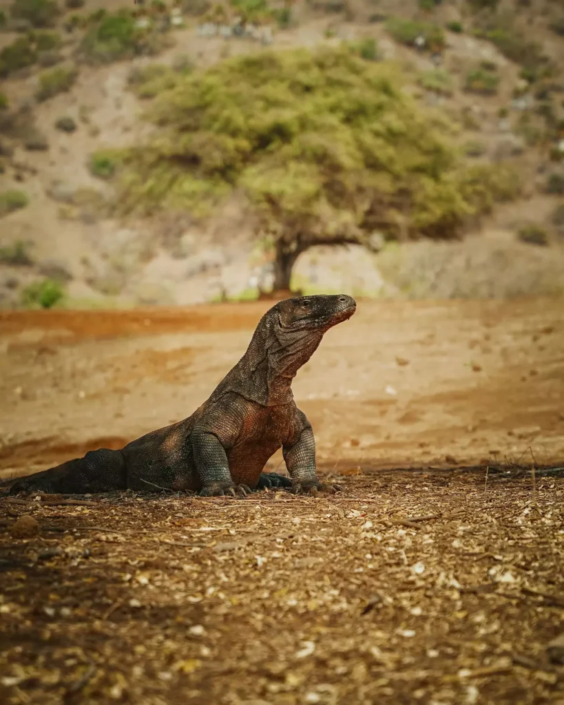 Komodo National Park