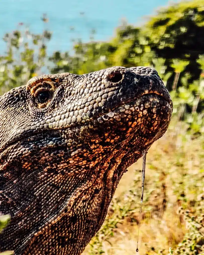 Komodo Dragon Komodo Island