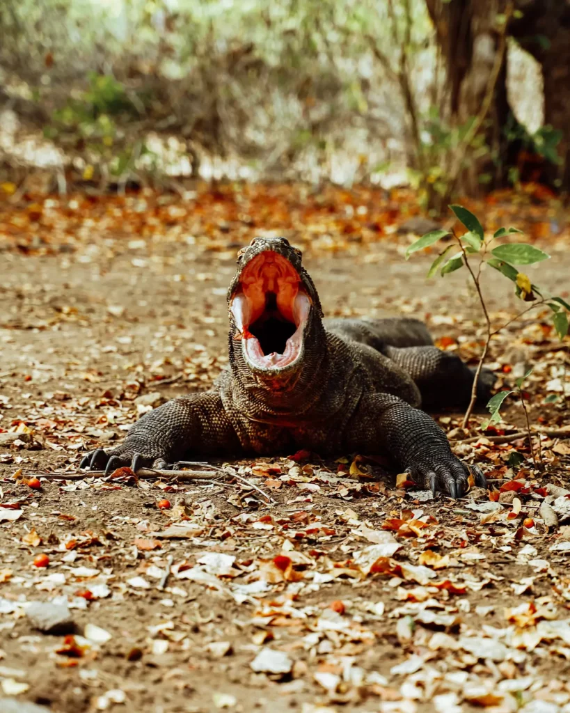 Komodo Dragon Komodo Island