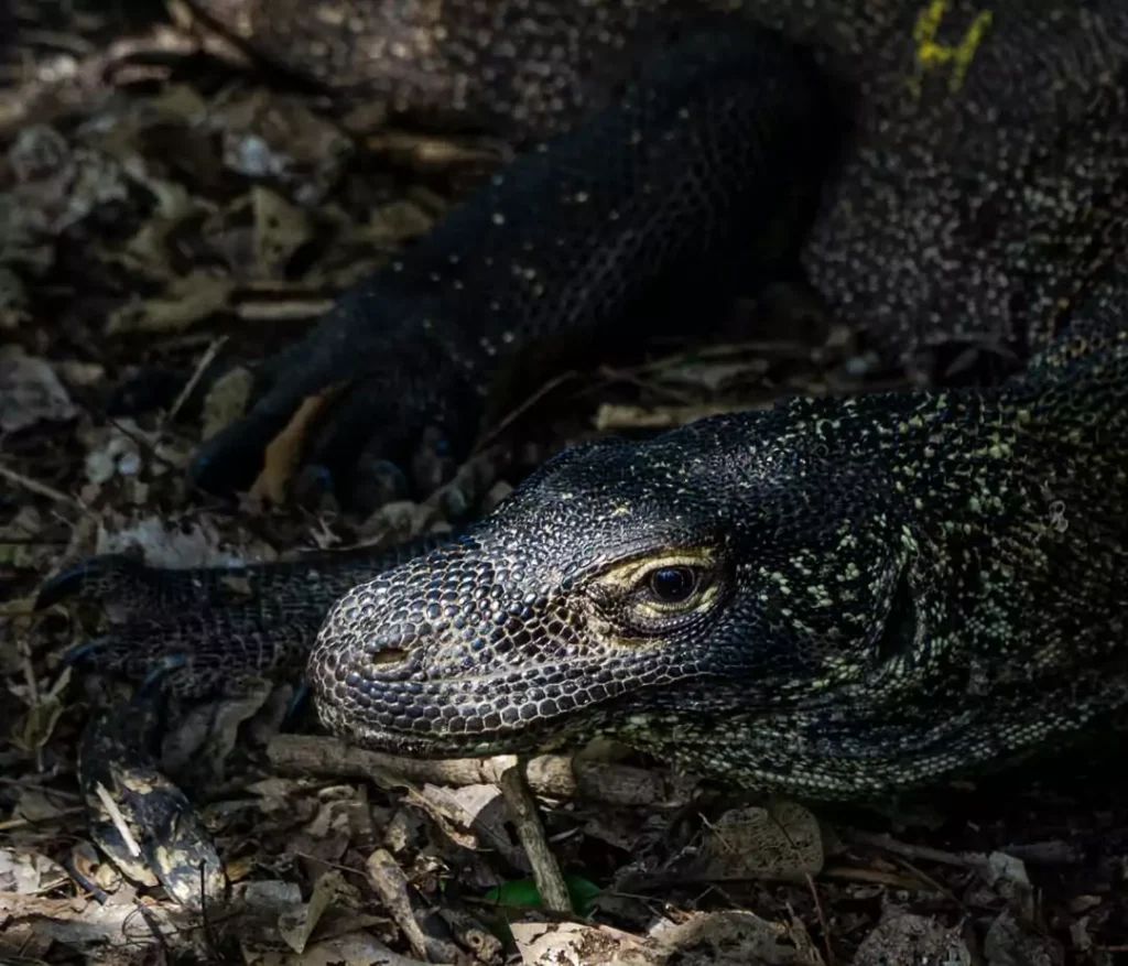 Where Does Komodo Dragons Live