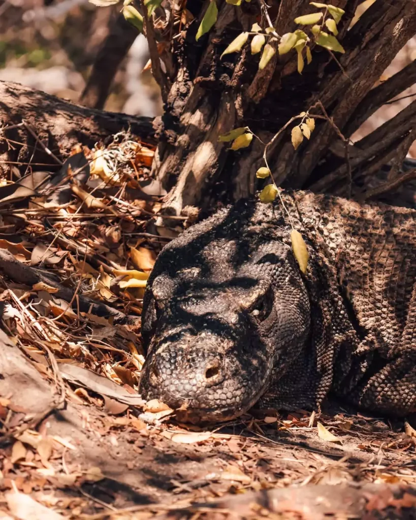 Komodo Dragon