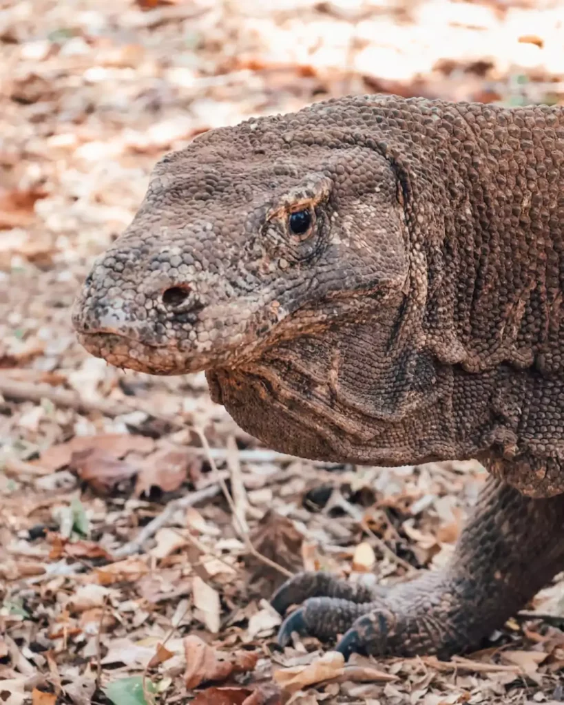 Komodo Dragon Komodo Island