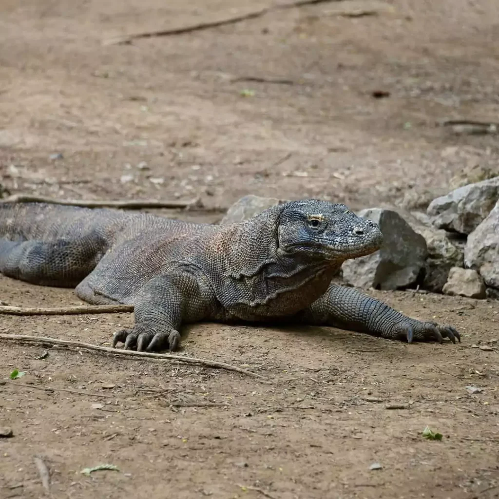 Komodo Dragon Komodo Island