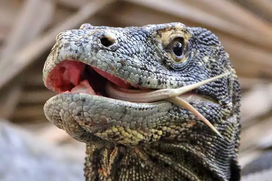 Where Does Komodo Dragons Live