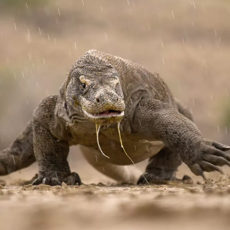 9 Essential Tips to Stay Safe from Komodo Dragons: Should You Really Run in a Zig-Zag?