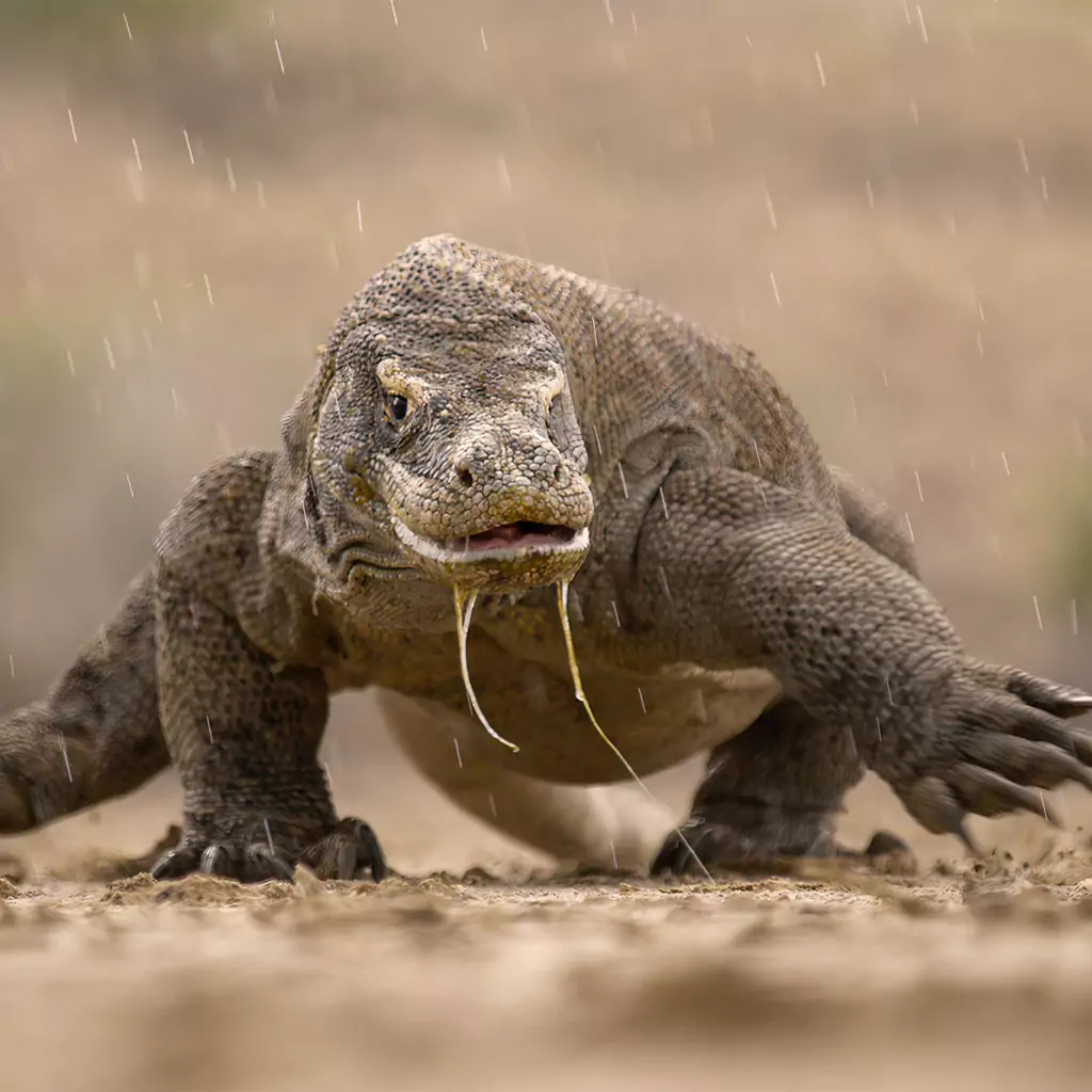 9 Essential Tips to Stay Safe from Komodo Dragons: Should You Really Run in a Zig-Zag?