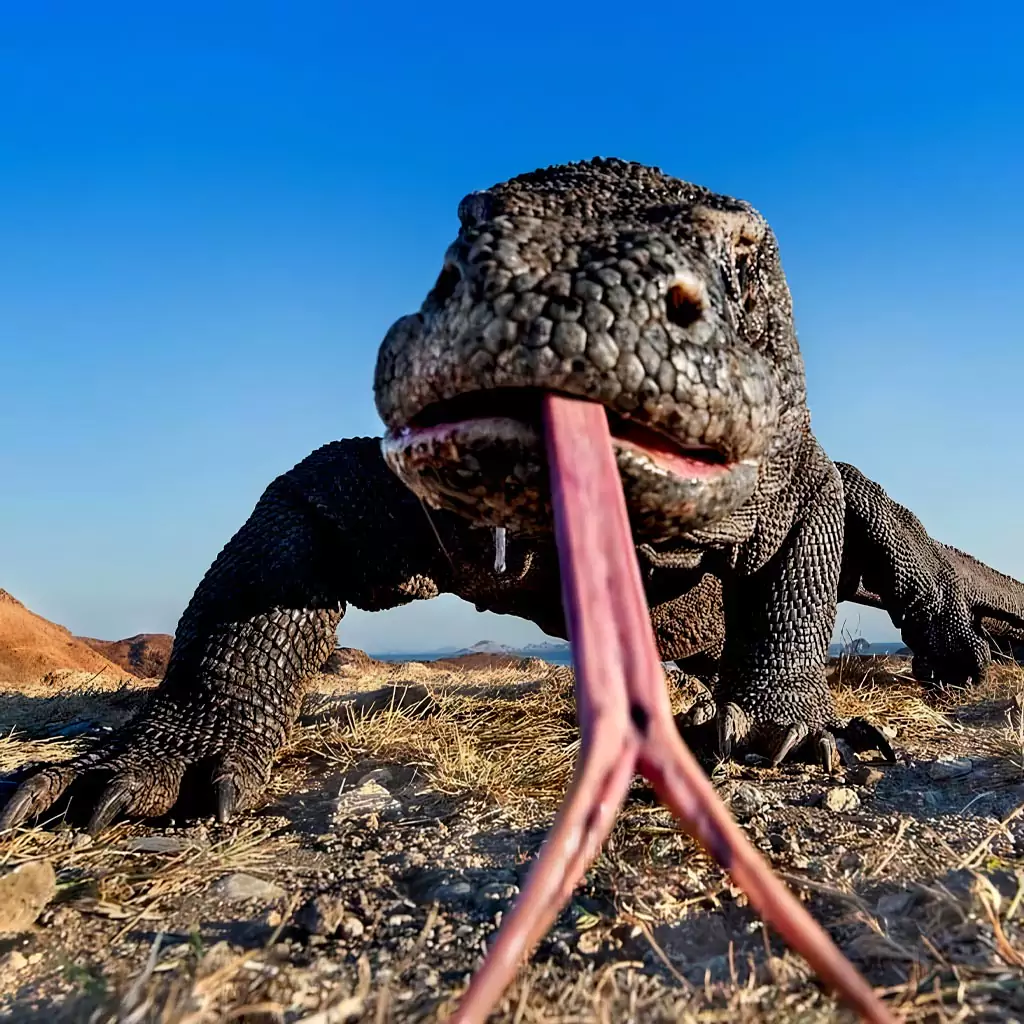 Where Do Komodo Dragons Live? Exploring the Unique Habitats of Indonesia’s Iconic Reptile