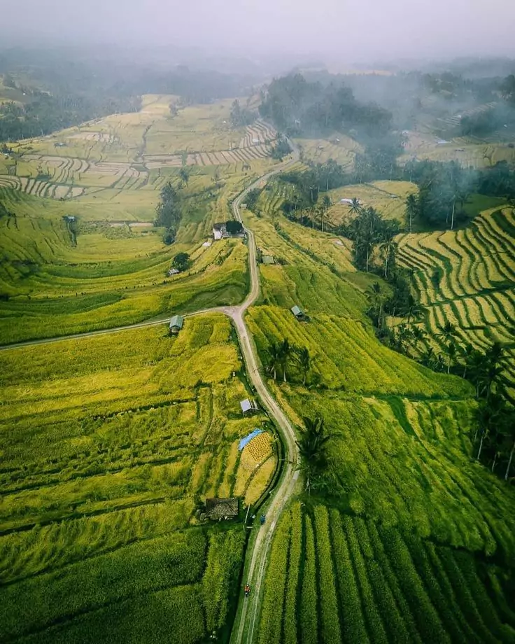 Go Pro Shoot Rice Field 