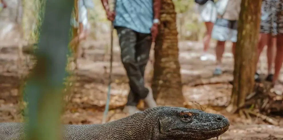 Where Are the Komodo Island? (+ How to Get There Without Becoming Dragon Food!)