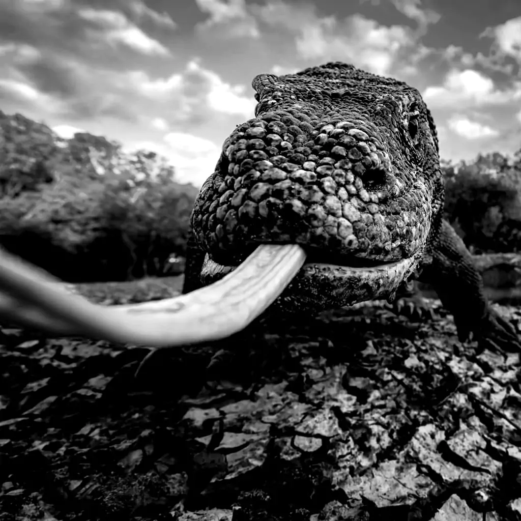 Komodo