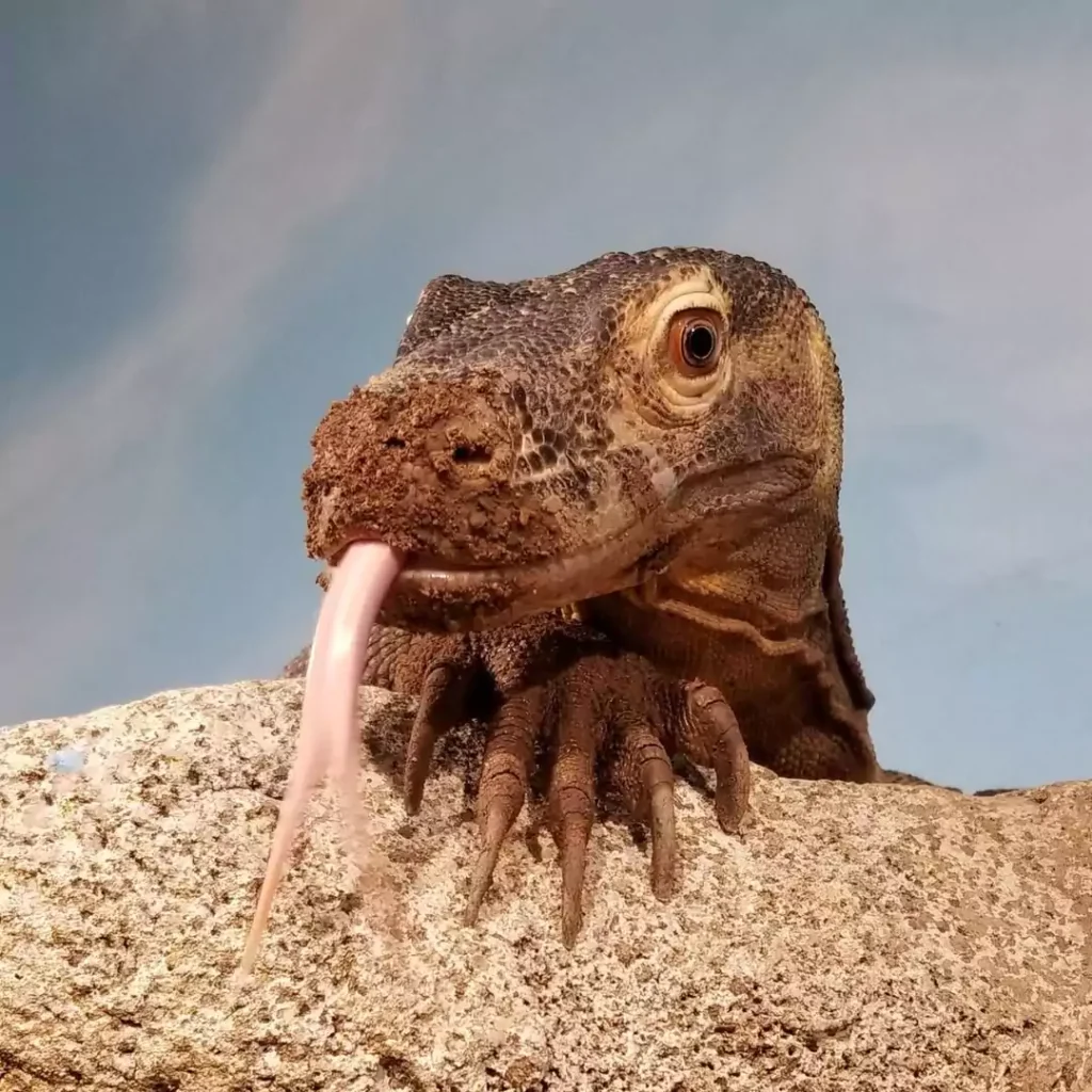 Komodo Dragon Life Lessons