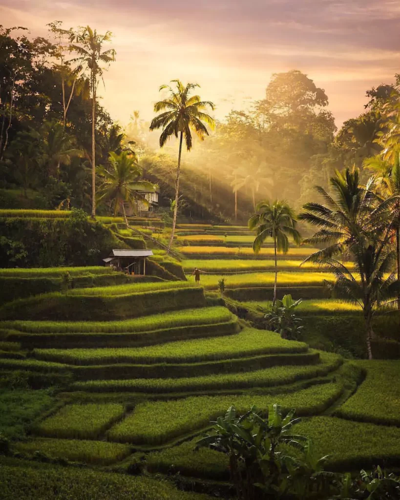 Ubud Day Tours - Tegalallang Rice Terace