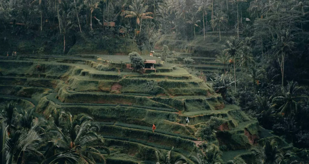 Ubud Private Tour - Rice Terraces Tegalalang Ubud