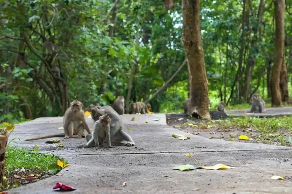 Kemenuh Monkey River Entrance Ticket