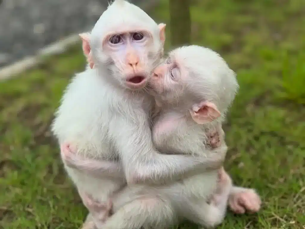 albino monkeys that live in Kemenuh Monkey River 