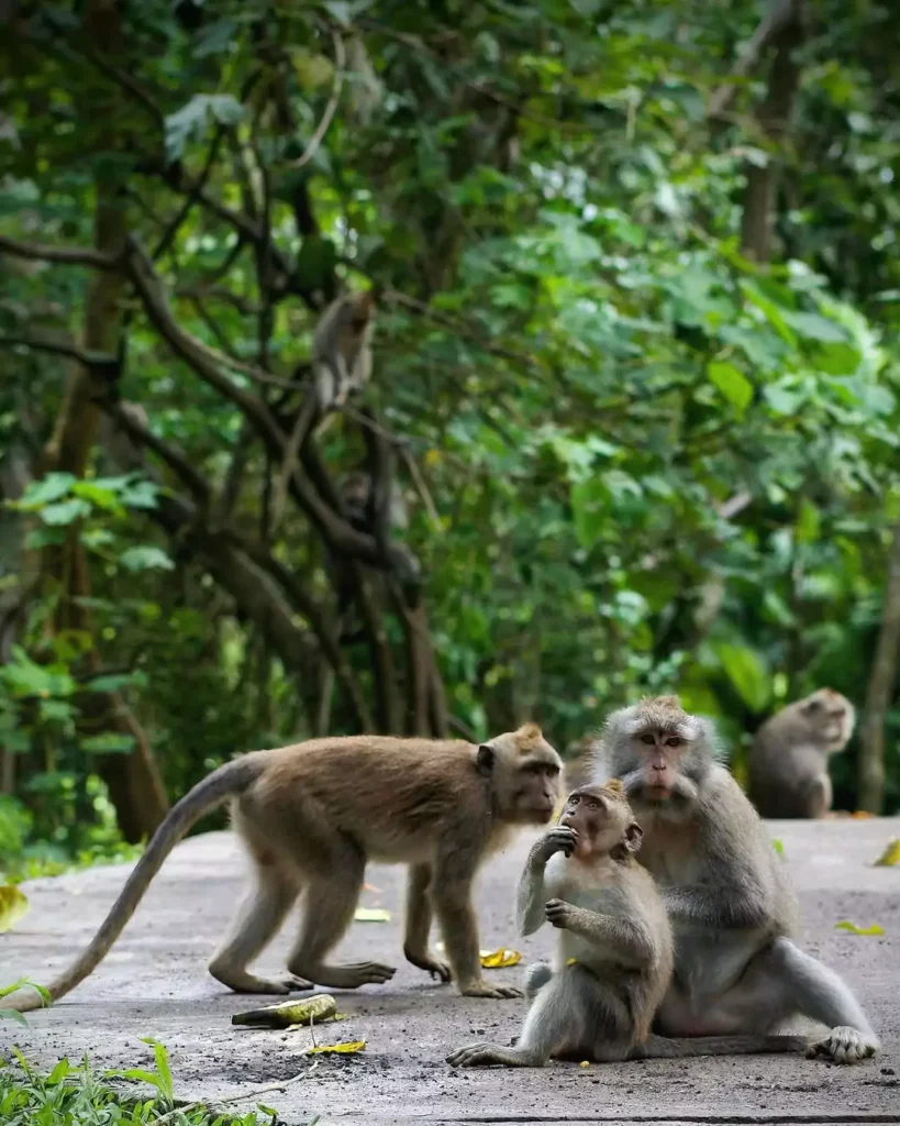 photo of a group of monkeys at the Kemenuh River 