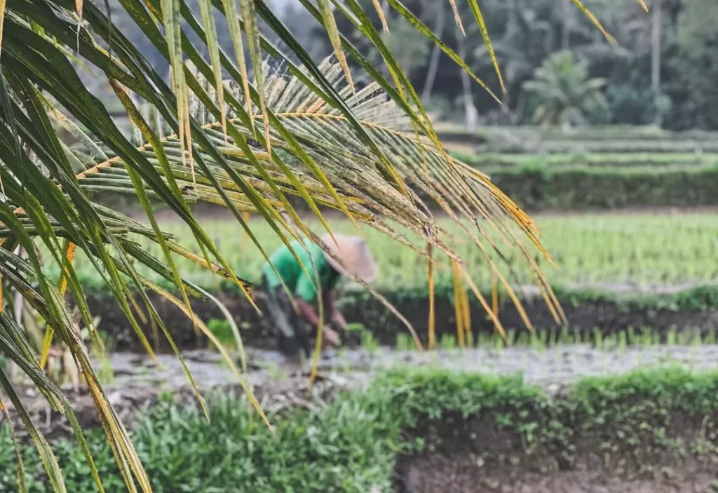 A blurred Balinese farmer working in a rice field viewed through palm leaves, symbolizing the contrast between the tourist view and the **local reality** of the island. Alt: The real Bali: when paradise is a paycheck. Is Bali overrated?