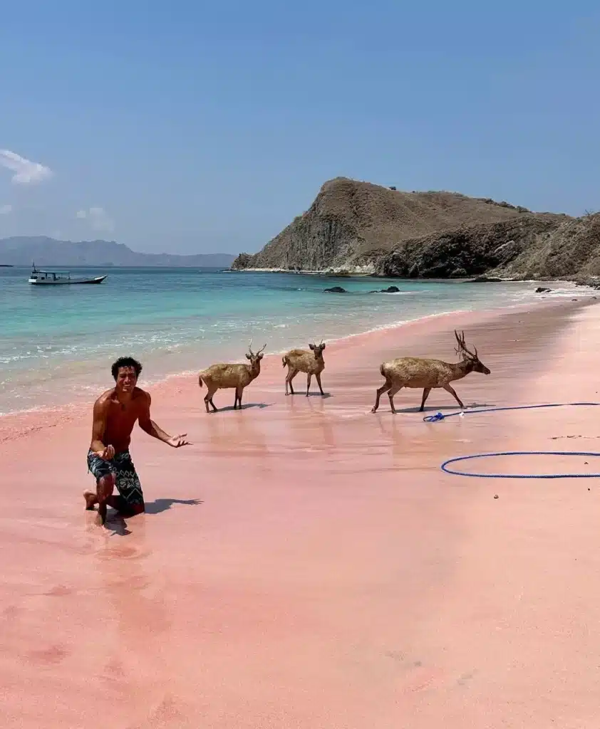 Pink Beach at Komodo Island - Komodo tour From Bali 